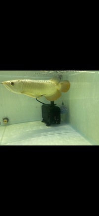 Malaysian Golden Head 24 Karat & Blue Base Crossback Arowana