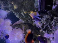 Yelllow and purple tang + RTBA’s for sale