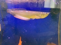 Silver with a hint of red 15inch AROWANA and 2x Orange PARROT FISH 6inchs