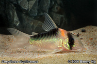 Corydoras duplicareus X8