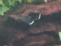 L 183 starlight pleco for sale