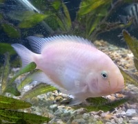 Pink/Albino Male Convict 4INCH