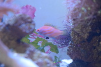 Pink-Streaked Pygmy Wrasse, male (?) £20