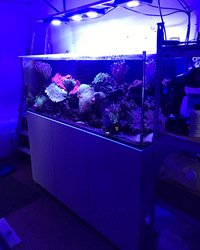 Marine Tank and full set up((Corals and fishes)£1650