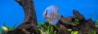 10 Stendker Discus for tropical fish tank aquarium