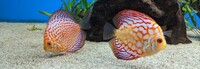 10 Stendker Discus for tropical fish tank aquarium