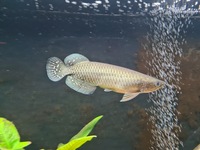 Australian Arowana