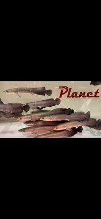 Arapaima Gigas Planet Arowana