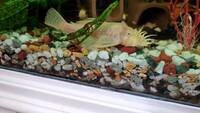 Bristlenose Plecos,shrimps and guppies