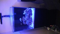 Aqua one minireef 90 with maxspect jump led £220