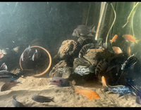 Malawi and Tanganyikan cichlids young adults