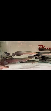 PLANET AROWANA CHRISTMAS SALE