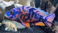 Premium quality African Cichlids: Aulonocara XL males available