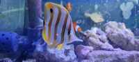 Marine Fish - Regal Angel/Copperband/Singapore Angel, Goldrim Tang etc