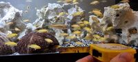 Malawi cichlids babies