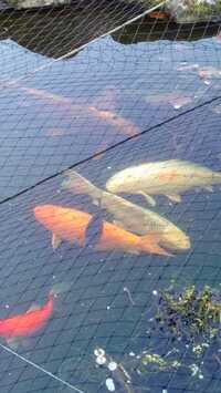 Pond Fish & Koi