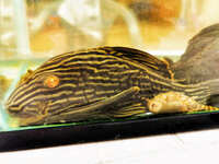 10inch gold line Royal Plec SOLD SOLD SOLD