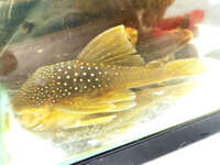 5inch Green Phantom Plec SOLD SOLD SOLD