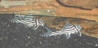 Zebra Pleco (L046)