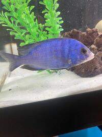 MALAWI AND AMERICAN CICHLIDS