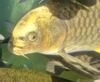 Ghost koi carp, common carp, mirror carp large fish