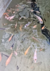 Young koi carp, ghost koi, common carp