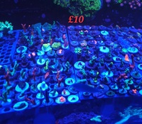 Zoas lps and sps frags derby