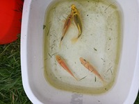 Pond fish for sale