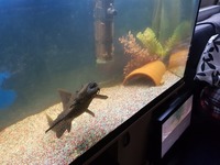 Fluval 250ltr tank sand and top ligh