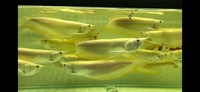 Leucistic Albino Silver Arowana