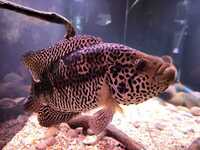 MALE MIDAS PLUS MALE JAGUAR CICHLID