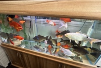 KOI, GOLDFISH & TANK FOR SALE - GREAT PRICE