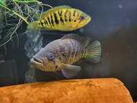 PARACHROMIS MULTIFASCIATUS