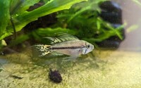 1 X Male Apistogramma Cacatuoides dwarf cichlid