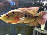 TRIMAC CICHLIDS