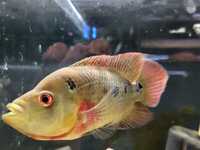 TRIMAC CICHLIDS