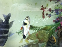 Bucktooth tetra