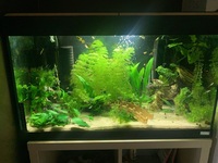 Fluval Roma 125l - Full setup £380ono