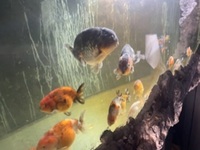 Jumbo calico ranchus