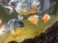 Jumbo calico ranchus