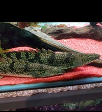 Delhezi Bichir for sale