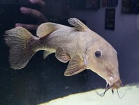 Stock clear out - RTG Asian Arowana, Florida Gar, Giraffe catfish, Ripsaw catfish, Oscar