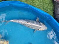 Large Koi for sale 8 inches to 20 inches Jumbo Bloodline