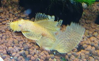 Super Yellow Albino Long Fin bristlenose pleco,    SOLD   