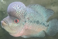 Flowerhorn