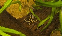 8 Zebra Plecos L046 for sale