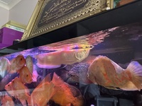 Albino Silver Arowana - 20 Inch