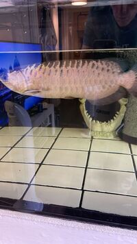 Asian arowana