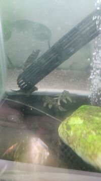 L136b Pleco