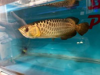 Extremely Rare PureBreed F1 Malaysian Golden BlueBase Crossback Arowana